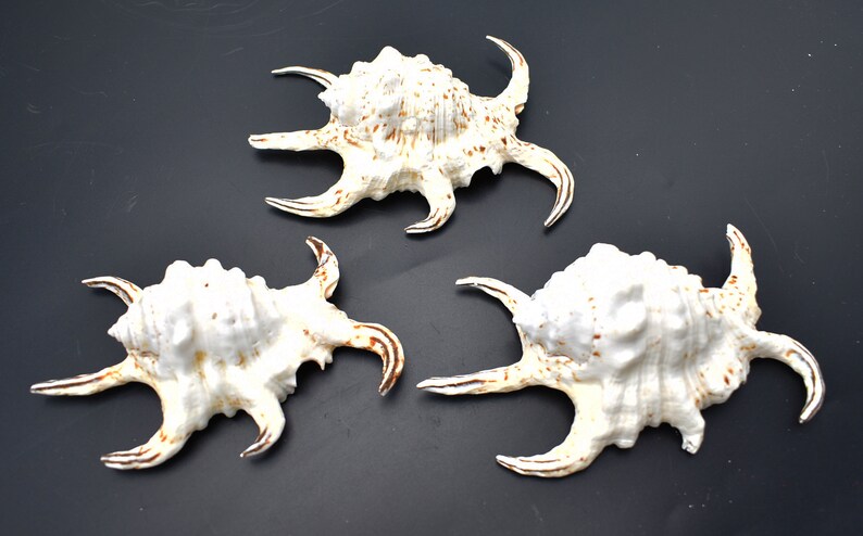 3-Pack: Beautiful Spyder Conch Shell Lambis Chiragra 4-5 Collection/Decor Air Plant Holder image 5
