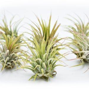 6 Pack of Beautiful Little Airplant Tillandsia Ionantha Quality Air Plant 2"