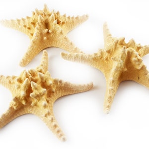 Set of 12 XX-Large Knobby Starfish (6-7") Natural Beach Crafts Nautical Home Coastal Cottage Kids Crafts