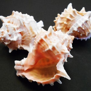 May include: Three pink and white seashells with spiky edges. The shells are arranged in a triangular shape on a black background.