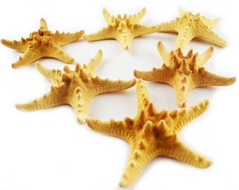Set of 12 X-Large Knobby Starfish (5-6") Natural Beach Crafts Nautical Home Coastal Cottage Kids Crafts