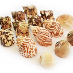 16 Hermit Crab Changing Shell Set Medium Size Select Turbo / Land Snail Shells