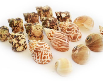 16 Hermit Crab Changing Shell Set Medium Size Select Turbo / Land Snail Shells