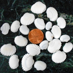 May include: A collection of small, white seashells, some with a slight blue tint, arranged on a green marble surface. A copper penny is included for scale.