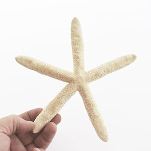 May include: A white starfish with five points, held in a hand against a white background.