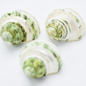 May include: Three spiral-shaped seashells with a pearlescent white and green pattern. The shells have a rounded shape with a visible spiral structure. The green coloration is concentrated in the center and fades towards the edges.