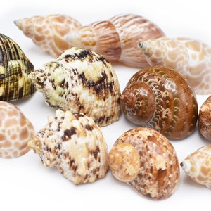 May include: A collection of ten seashells in various colors and patterns, including brown, white, green, and black. The shells are arranged on a white background.