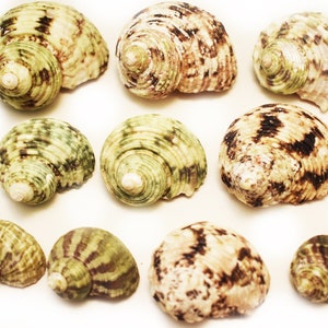 May include: A collection of ten seashells with brown and green patterns. The shells are arranged in a random pattern on a white background.