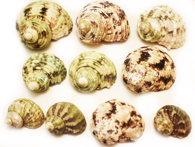 May include: A collection of ten seashells with brown and green patterns. The shells are arranged in a random pattern on a white background.