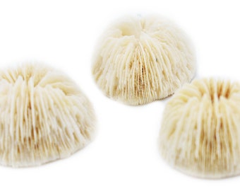 12 Small White Mushroom Corals Home Decor Nautical 1-2" Coastal Crafts Beach Vase Filling Cute