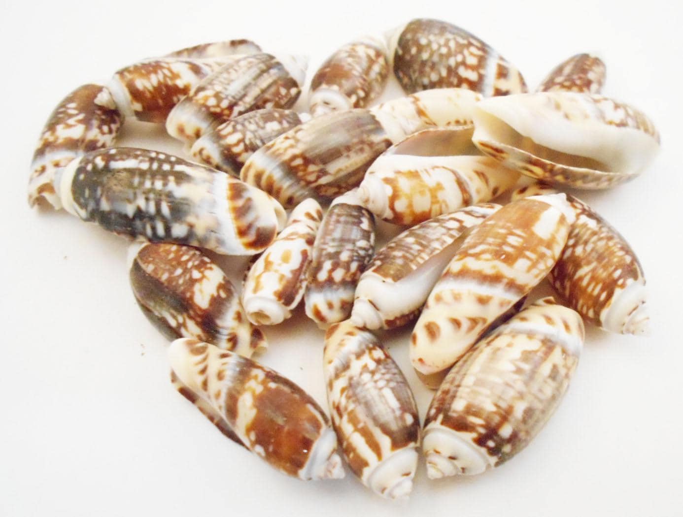 100 Small Olive Gibbosa Shells 3/4