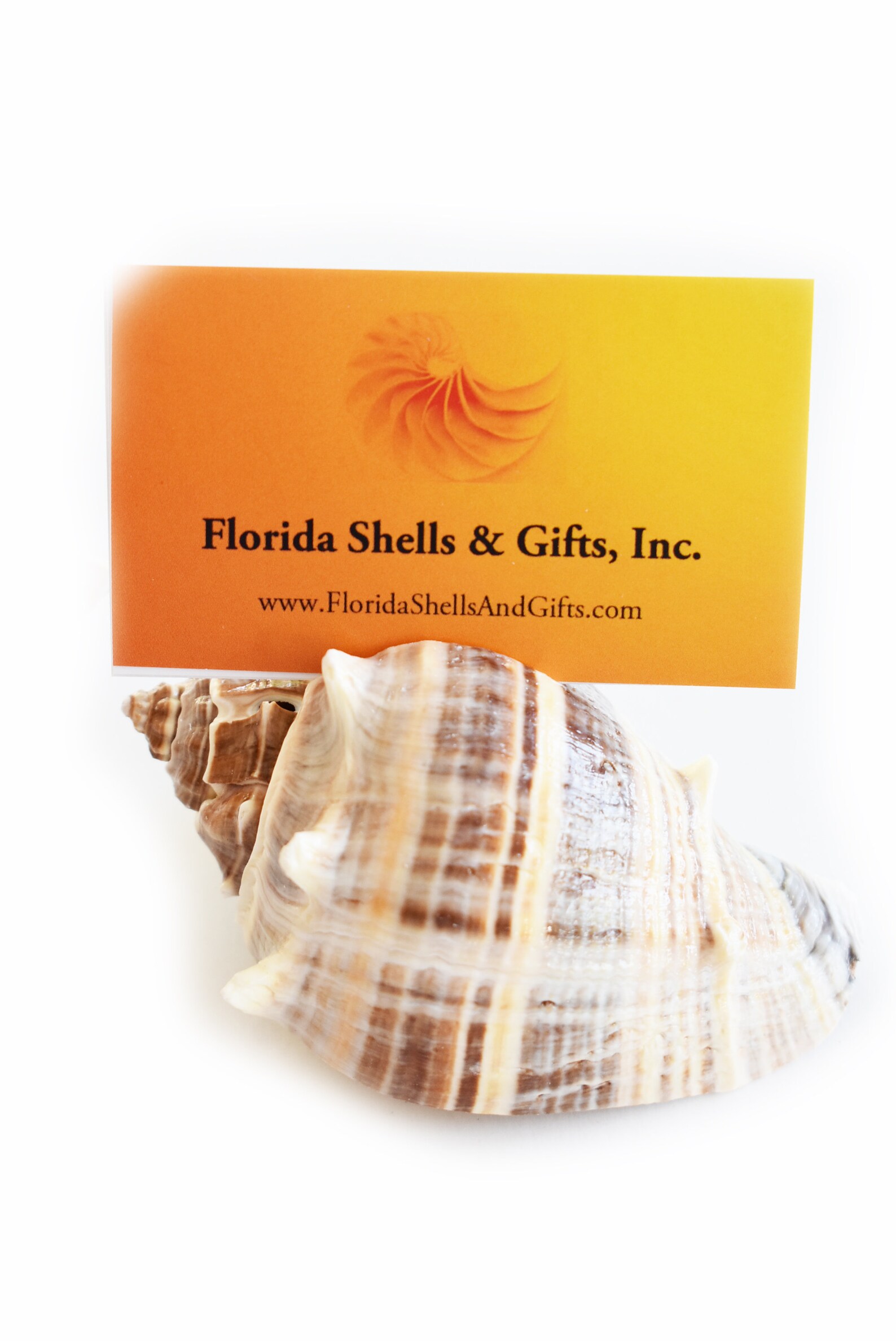 Set of 20 Tropical Seashell Place Card Holders Beach Wedding Etsy