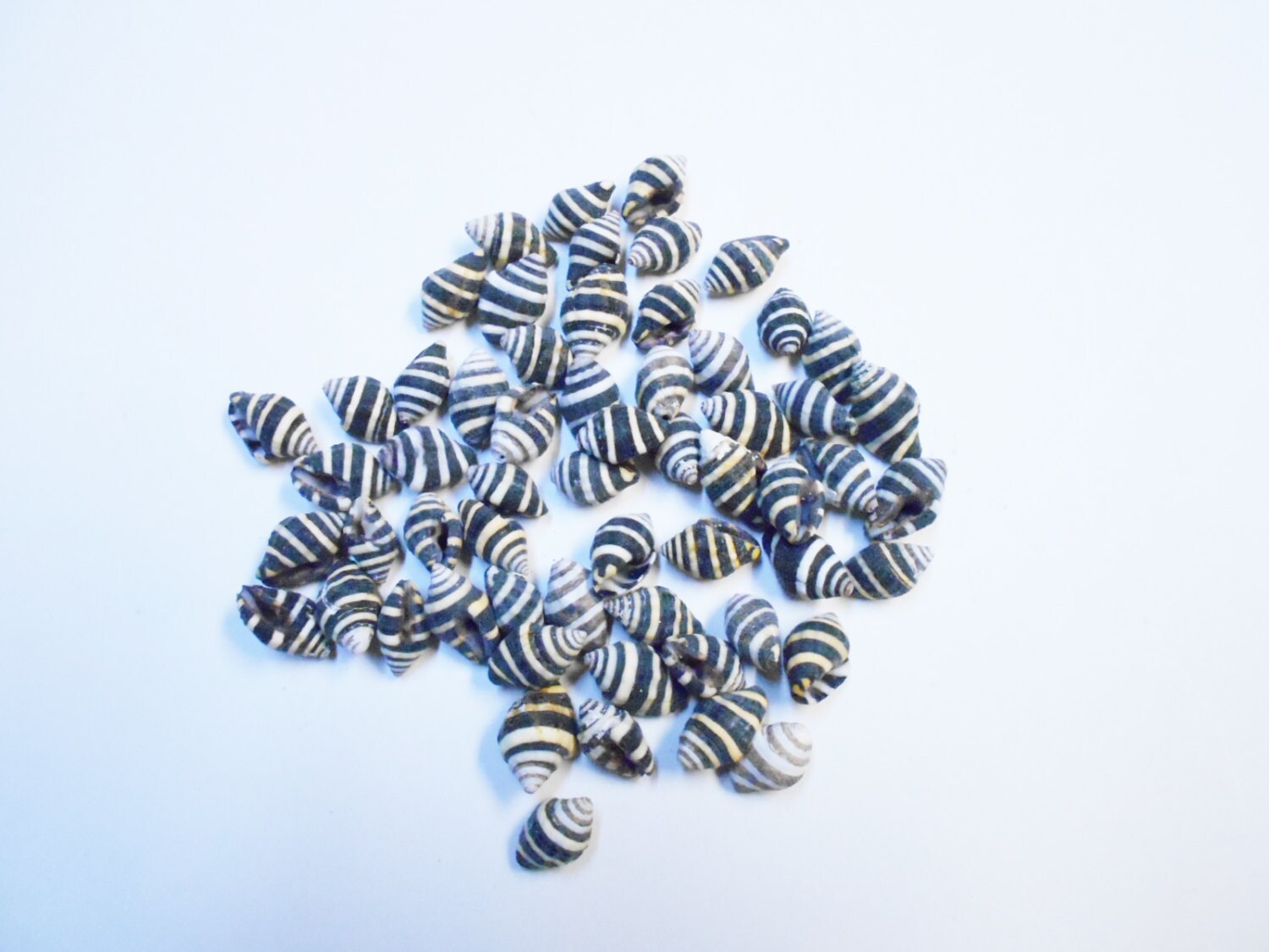 25 Tiny Beehive Shells Seashells (1/4