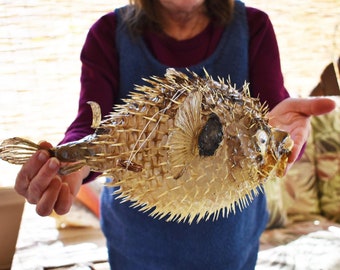 Beautiful Extra Large Dried Blow Fish (Porcupine Fish) 13-14" Taxidermy Nautical Unique