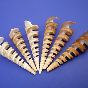May include: Six spiral seashells with a cream and tan color scheme are arranged on a blue background. The shells have a unique, elongated shape with a spiraling design, showcasing natural beauty and intricate details.
