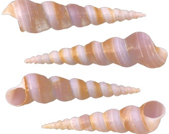 100 Purple Turretella Shells (2-3") Beach Crafts Coastal Decorating