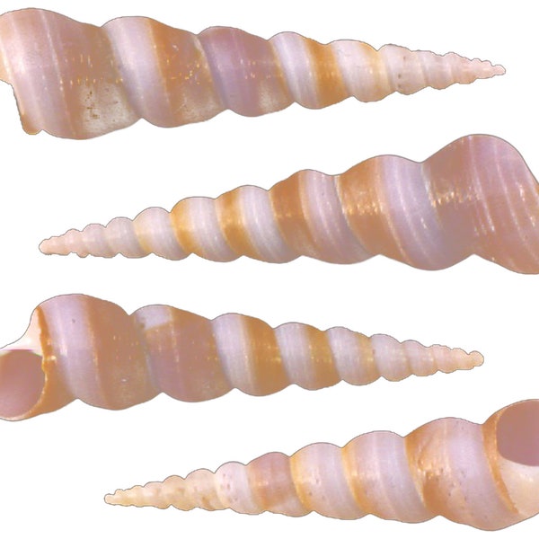 Set of 50 Purple Turretella Shells (2-3") Beach Crafts Coastal Decorating