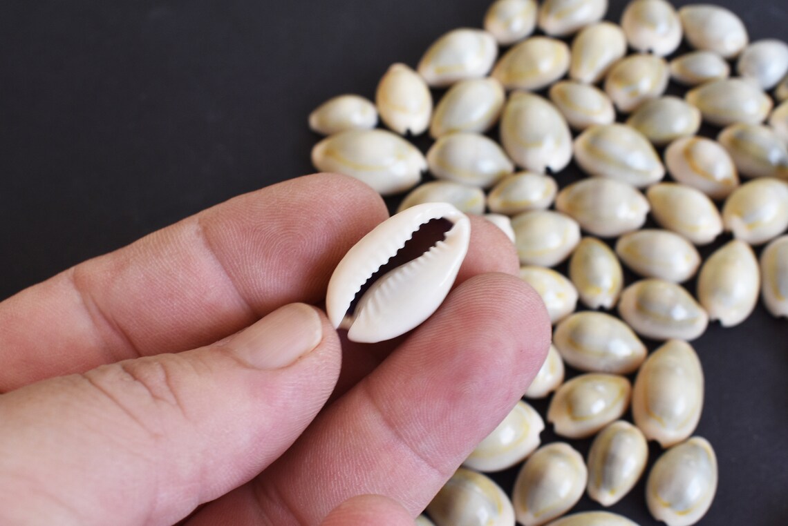 1 KG - Ring Top Cowry - Cypraea Annulus - 0.5 inches main image 0