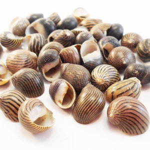 1/2 Lb (300+) Striped Nerita Columbella Shells (3/8-7/8&quot;) Beach Crafts Coastal Cottage Vase Filling
