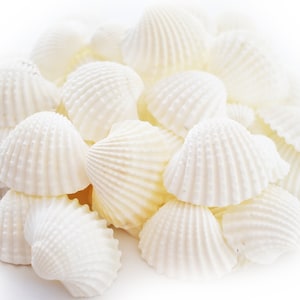 50 Beautiful Small White Ark Shells 1 1 1/2 - Etsy