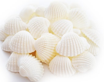 Gallon (300) Beautiful Small White Ark Shells (1" - 1 1/2") Beach Wedding Decor Arts Crafts Vase Filling