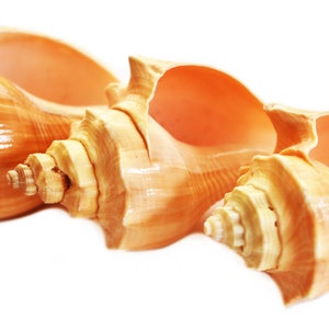 May include: Three seashells in shades of orange and white. The shells are arranged in a row, with the largest shell in the back and the smallest shell in the front. The shells have a smooth, polished surface.