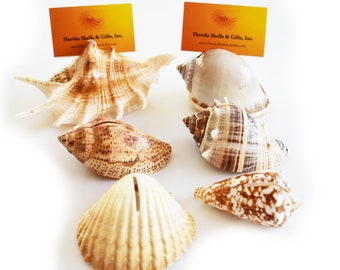 Set of 12 Tropical Seashell Place Card Holders for Beach Wedding Favor Nautical Party Decor Sea Shell Table Sets