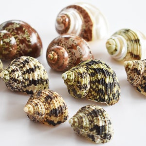 10 Hermit Crab Changing Shell Set Deluxe Turbo Shells Medium Size (1 1/2"-2" size / 3/4" - 1" opening) Hand Picked Seashells