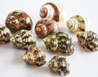 10 Hermit Crab Changing Shell Set Deluxe Turbo Shells Medium Size (1 1/2"-2" size / 3/4" - 1" opening) Hand Picked Seashells