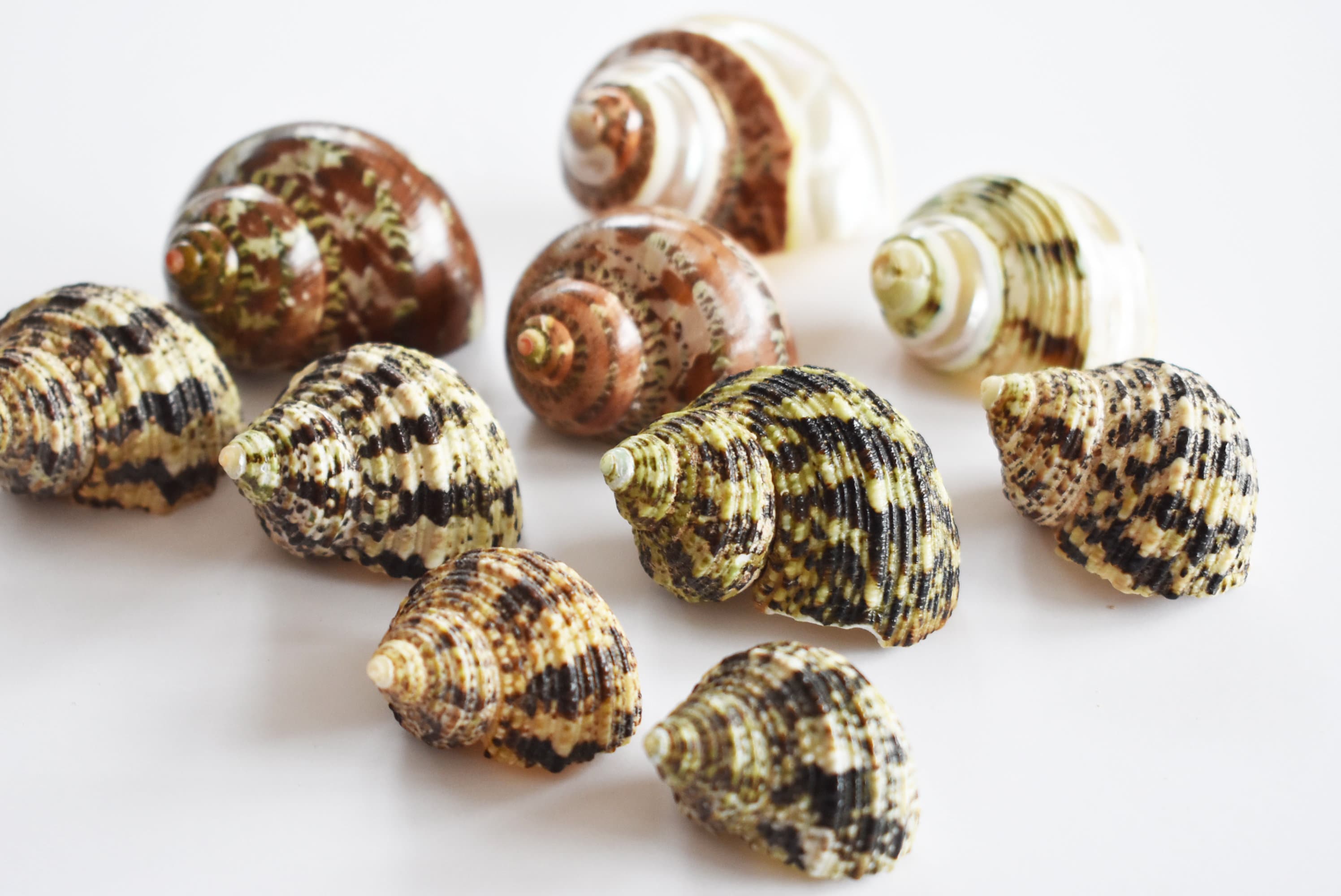 10 Hermit Crab Changing Shell Set Deluxe Turbo Shells Medium Size (1 1/2"-2" size / 3/4" - 1" opening) Hand Picked Seashells