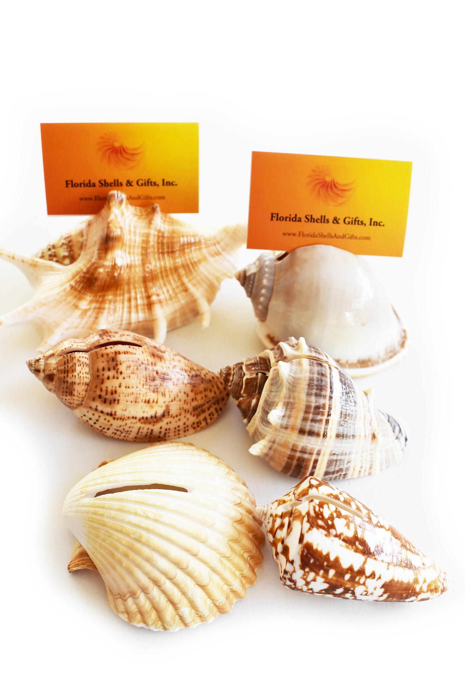 Set of 20 Tropical Seashell Place Card Holders Beach Wedding Etsy