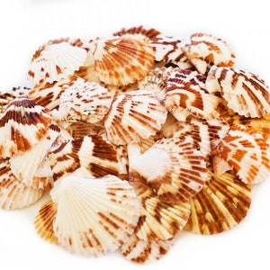 May include: A pile of scallop shells with brown and white stripes. The shells are arranged in a circular pattern and are all facing the same direction.