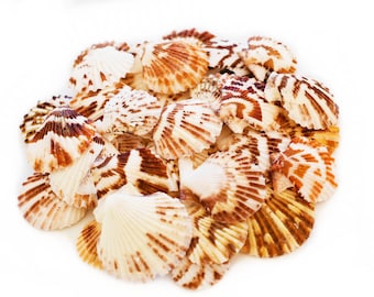 100 Small Pecten Tranquebaricus Shells Seashells (3/4-1") Arts & Crafts. Coastal Decor