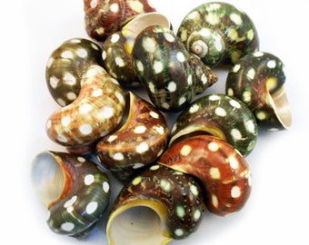 12-Pack: Rare Spotted Turbo Shells (1.5-2") Small Hermit Crab Aquarium Coastal Crafts