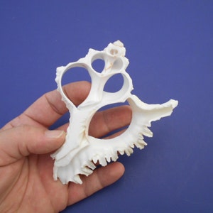 May include: White seashell with a unique, intricate design featuring multiple holes. The shell has a rough, textured surface and a delicate, scalloped edge.