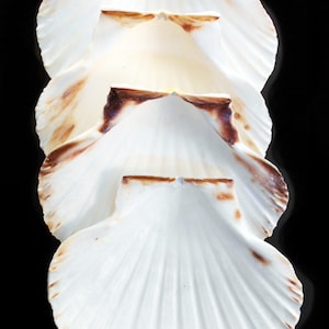 4 Real Irish Baking Scallop Shells (3 1/2 - 3 7/8") Restaurant Quality Beach Dining Decoupage
