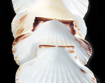 6 Large Real Irish Baking Scallop Shells (4 - 4 3/8") Restaurant Quality Beach Dining Decoupage