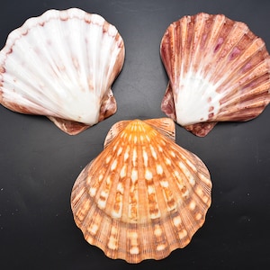 Set of 3: Polished Lions Paw Scallop 5-6&quot; Seashell for Baking Smudging Craft Beach Decor Wedding Table