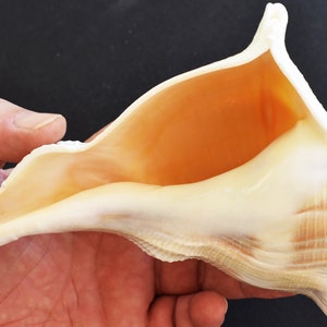 May include: A large, white seashell with a light orange interior. The shell is held in a hand, showing its size and shape.
