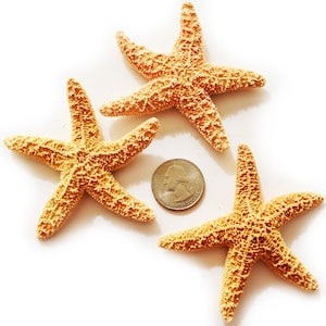 Set of 12 Sugar Starfish (3-4&quot;) Beach Wedding Decor Nautical Crafts Sea Star Coastal Cottage Star fish Natural Dried