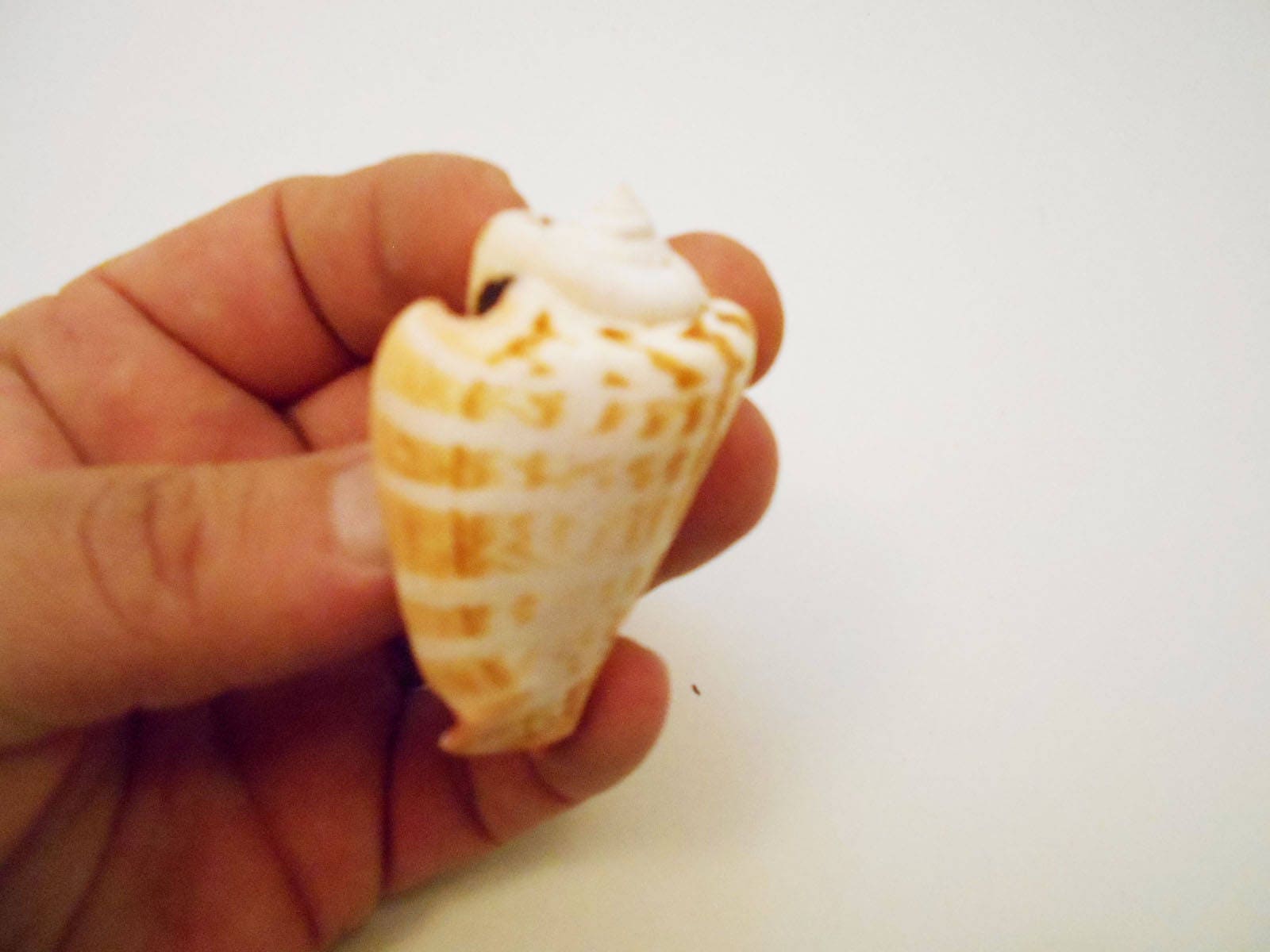 Strombo Shell 12 Strawberry Strombus Shells Seashells 2