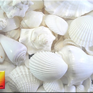 May include: A collection of white seashells of various shapes and sizes. The shells are smooth and polished, with a natural, organic texture.