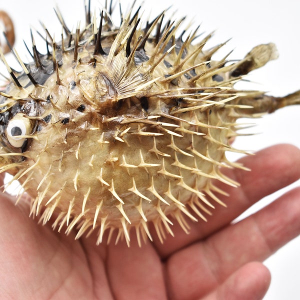 Beautiful Real Dried Blowfish (Porcupine Fish) 5-7" Taxidermy Nautical Unique