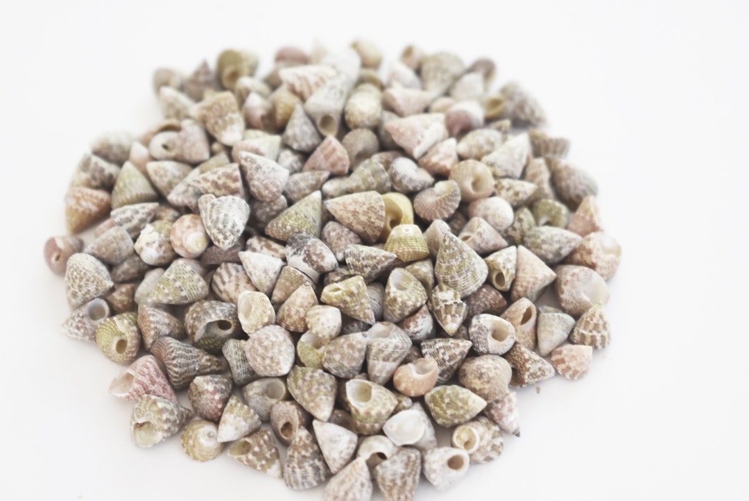 Bulk 1 Lb (3000+) Tiny Natural Top Shells Seashells for Crafts Sailors ...