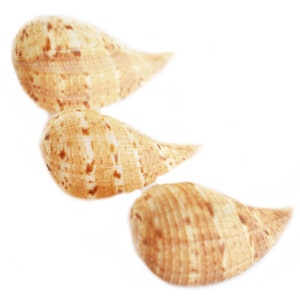 May include: Three seashells with a light brown and tan color and a textured surface.
