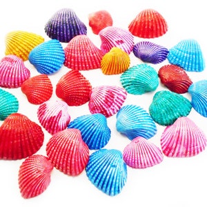 200 small Dyed Ark Shells Seashell (1/2-3/4") Beach Hobby Crafts Decor Colorful Nautical Vase Filling