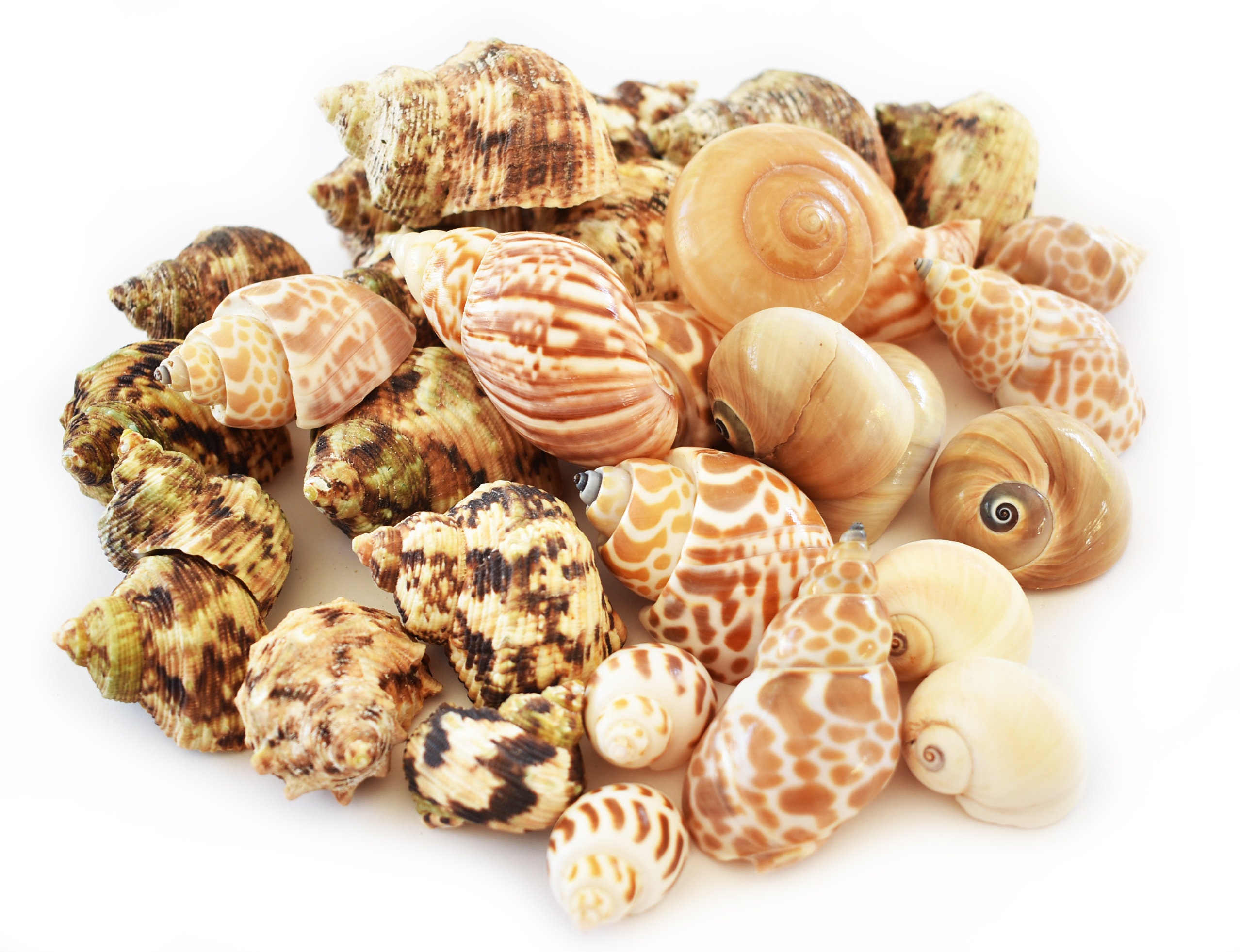 Snail Changing Shell 30 Hermit Crab Changing Shell Set Medium Size Select Turbo / Land Snail ...