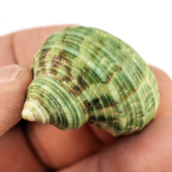 Set of 12 Small Natural Green Turbo Shells (Size 3/4"-1.25"/ Open. 1/2"-3/4") Hermit Crab, Beach Crafts, Coastal Decorating