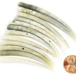 May include: A collection of 12 smooth, white, and gray seashells with a hole drilled through each. The shells are curved and pointed, resembling teeth. A penny is included for scale.