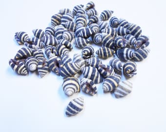 25 Tiny Beehive Shells Seashells (1/4"-1/2") Beach Crafts, Nautical Decor, Ocean Jewelry